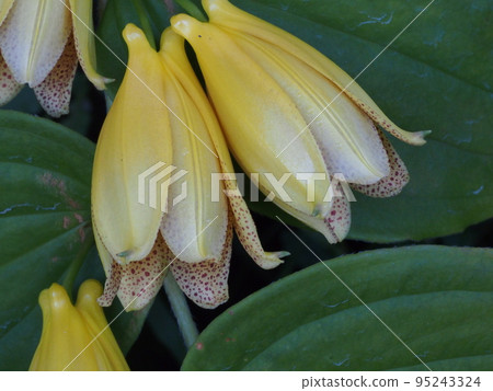 Mandarin squirrel flower, Liliaceae 95243324