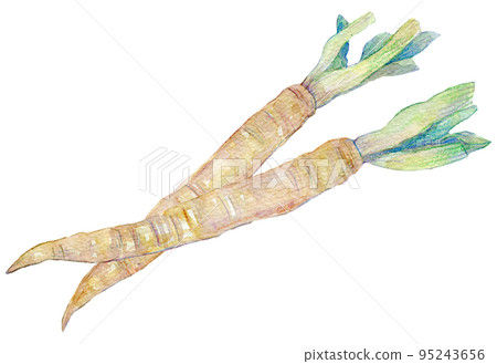 New burdock watercolor illustration 95243656