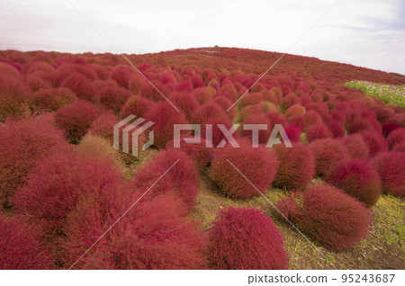 Broom grass turned red Kochia Broom grass turned red Kochia 95243687