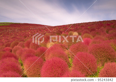 掃帚草變紅地膚 95243842