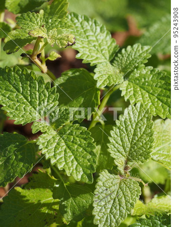 薄荷（香蜂草）葉 95243908