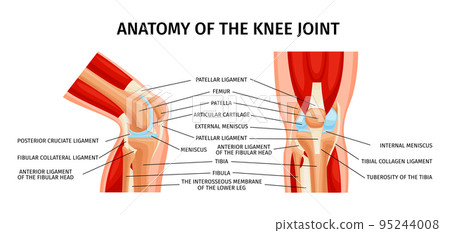 Knee Joint Anatomy Infographics 95244008