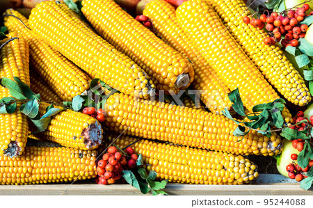 Fresh corn cobs and rowan berries 95244088
