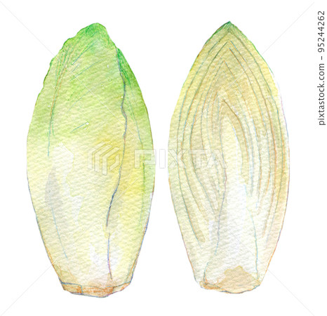 Chicory watercolor illustration 95244262