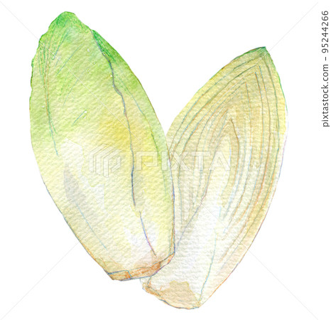 菊苣水彩插圖 95244266