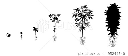 Cannabis growth stages. Marijuana cultivation infographic. Hemp seed germination 95244340