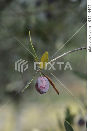 Common olive 95244405