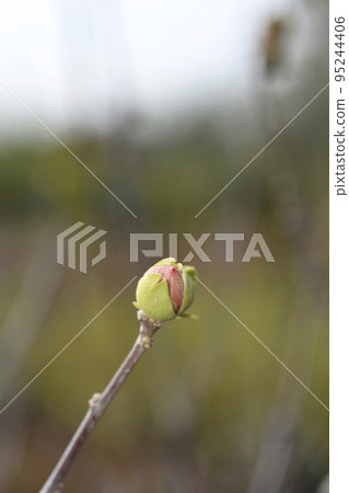 Rose Of Sharon 95244406