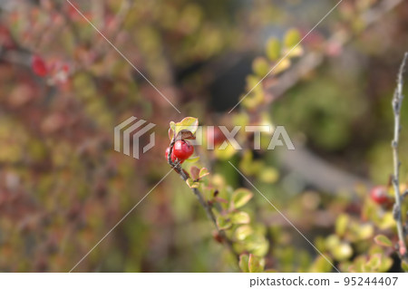 Rock cotoneaster 95244407