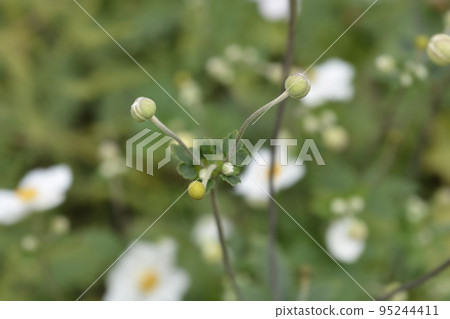 Japanese anemone Honorine Jobert Japanese anemone Honorine Jobert 95244411