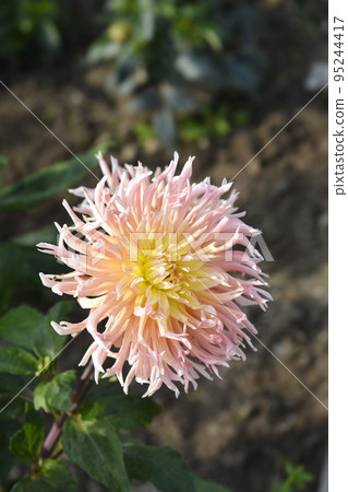 Cactus Dahlia Star Elite Cactus Dahlia Star Elite 95244417