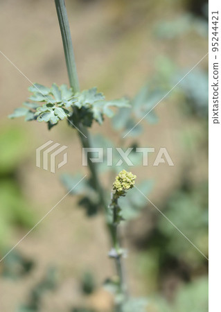Yellow meadow rue Yellow meadow rue 95244421
