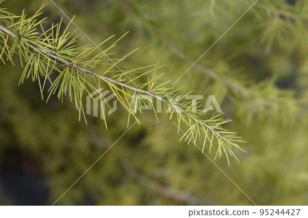 Deodar cedar 95244427
