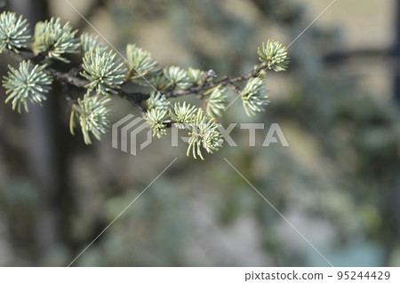 Blue atlas cedar Blue atlas cedar 95244429