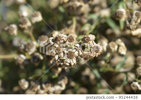 Sneezewort yarrow 95244438