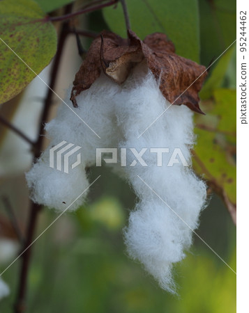 棉果（品種）棉花原料 95244462