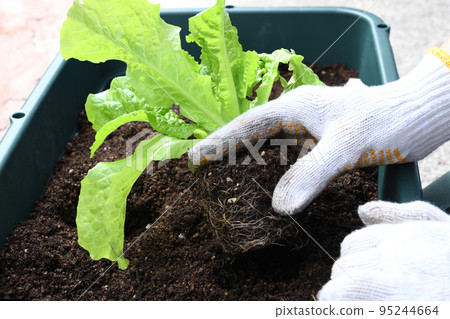 在播種機裡種植蔬菜的人的手 95244664