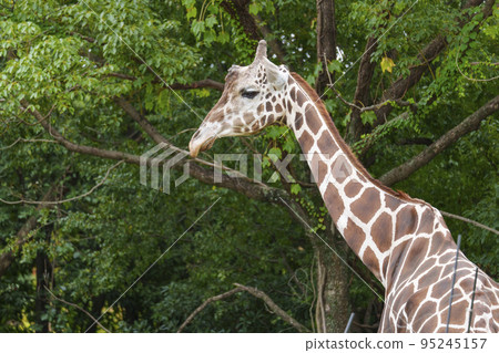 大阪天王寺動物園的長頸鹿 95245157