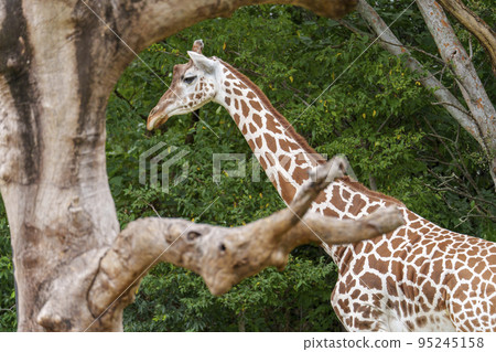 大阪天王寺動物園的長頸鹿 95245158