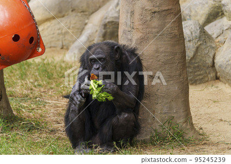 Sitting and eating chimpanzees [Osaka Tennoji Zoo] 95245239