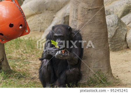 Sitting and eating chimpanzees [Osaka Tennoji Zoo] 95245241