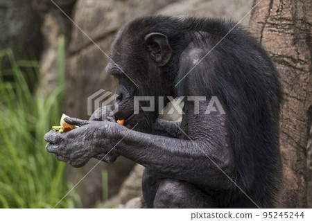 Sitting and eating chimpanzees [Osaka Tennoji Zoo] 95245244