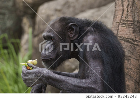 Sitting and eating chimpanzees [Osaka Tennoji Zoo] 95245248