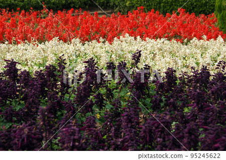 bright salvia bright salvia 95245622
