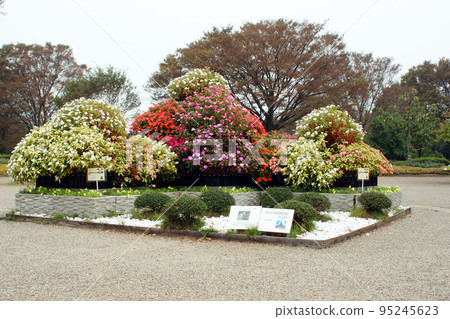 Sun Patience in Sagamihara Park 95245623