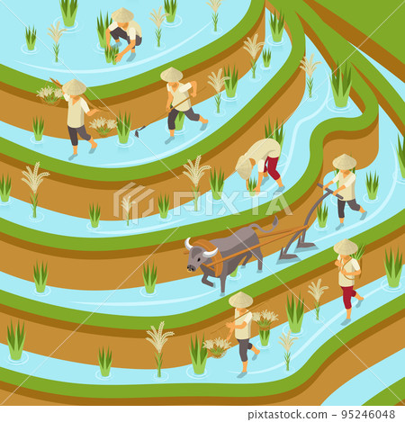 RIce Plantation Isometric Composition 95246048