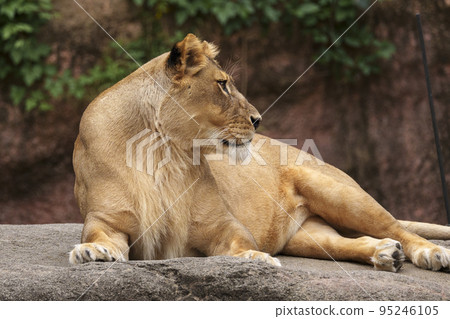 凝視遠方的母獅【大阪天王寺動物園】 凝視遠方的母獅【大阪天王寺動物園】 95246105