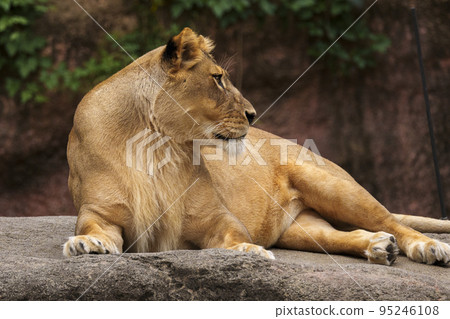 凝視遠方的母獅【大阪天王寺動物園】 95246108