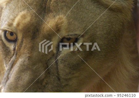 A female lion, a female has a splendid face 95246110