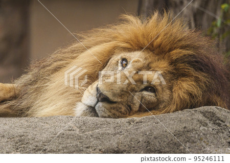凝視遠方的雄獅【大阪天王寺動物園】 95246111