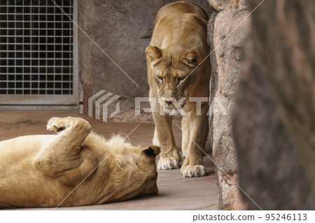 Two female lions staring at each other [Osaka Tennoji Zoo] 95246113