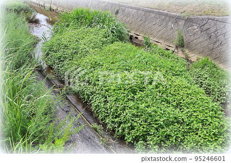 A large amount of grass grows from the sediment deposited at the bottom of the irrigation canal, and long leaves cover a wide area of the river surface (illustration style) 95246601