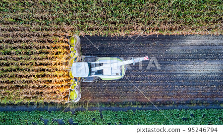 Aerial Drone View Flight Over Combine Harvester that Reaps Dry Corn in Field on an Autumn Day in the Aerial Drone View Flight Over Combine Harvester that Reaps Dry Corn in Field on an Autumn Day in the 95246794