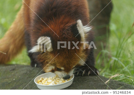 Red panda eating rice [Osaka Tennoji Zoo] 95246834