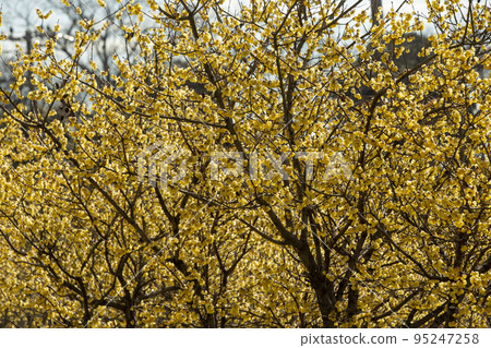 早春的日本五香粉 95247258