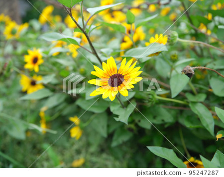 向日葵 2 95247287