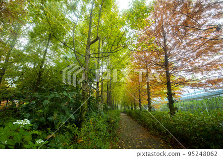 落羽松,  落羽松森林,  松樹 ，カラマツ、カラマツの森、松の木、larch, 95248062