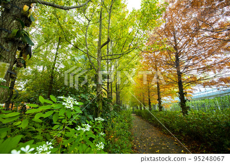 larch, larch forest, pine tree 95248067