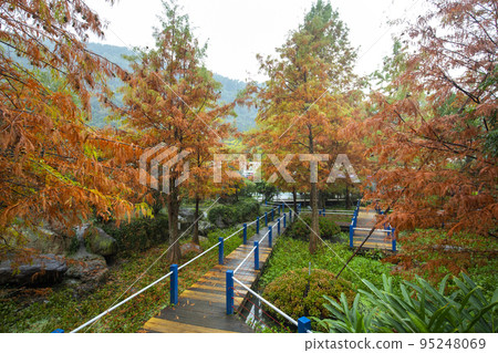 落羽松,  落羽松森林,  松樹 ，カラマツ、カラマツの森、松の木、larch, 95248069