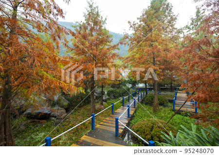 落羽松,  落羽松森林,  松樹 ，カラマツ、カラマツの森、松の木、larch, 95248070