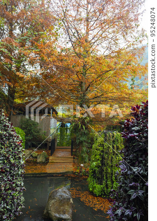 落羽松, 落羽松森林, 松樹 ,カラマツ、カラマツの森、松の木、larch, 落羽松, 落羽松森林, 松樹 ,カラマツ、カラマツの森、松の木、larch, 95248074