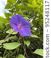 Beautiful flowers that we encounter in everyday life 95248117