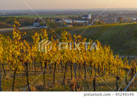 autumnal vineyard with Unterretzbach village, Lower Austria, Austria 95249149