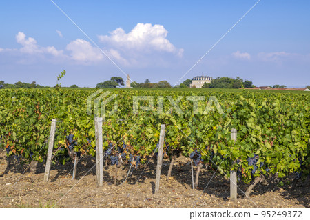 Typical vineyards near Chateau la Tour de By, Bordeaux, Aquitaine, France 95249372