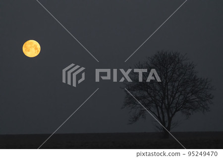 landscape with full moon and lonely tree landscape with full moon and lonely tree 95249470