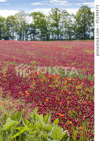 field full of red clovers field full of red clovers 95249472